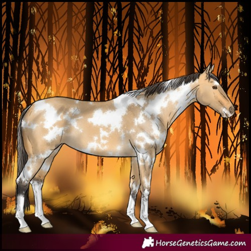 Horse Color:White Spotted Buckskin Dun 
