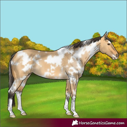 Horse Color:White Spotted Buckskin Dun