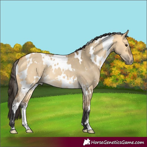 Horse Color:White Spotted Buckskin Dun