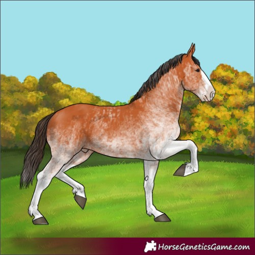 Horse Color:White Spotted Bay Splash and White Spotted Bay Splash Rabicano