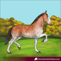 Horse Color:White Spotted Bay Splash and White Spotted Bay Splash Rabicano
