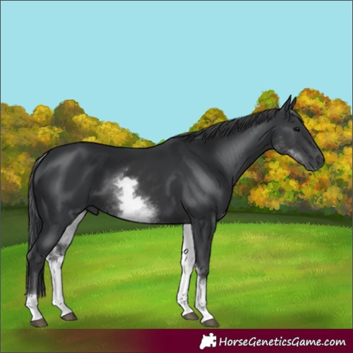 Horse Color:White Spotted Black 