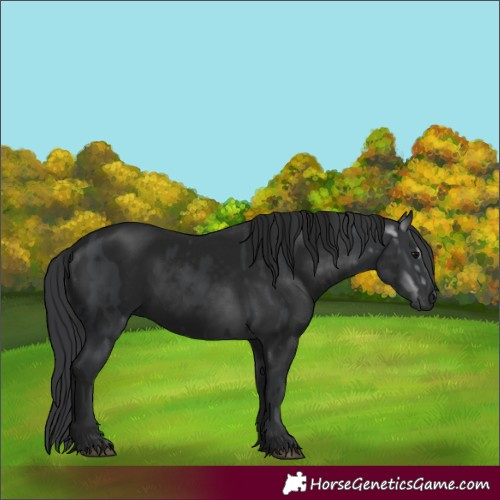 Horse Color:Black and Gray Black