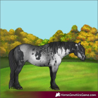 Horse Color:Black and Gray Black