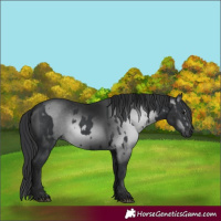 Horse Color:Black  and Gray Black 