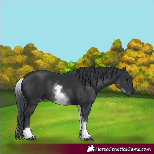 Horse Color:White Spotted Black