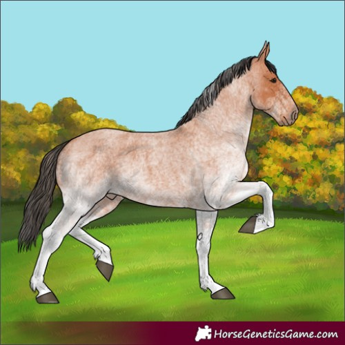 Horse Color:White Spotted Bay Roan