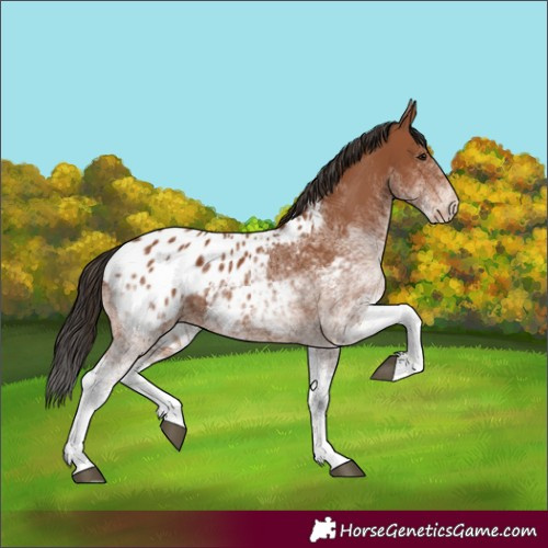 Horse Color:White Spotted Bay Appaloosa