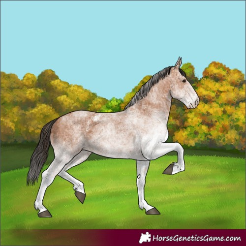Horse Color:White Spotted Bay
