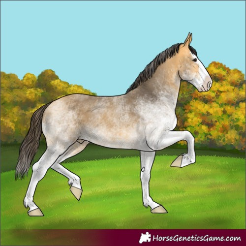 Horse Color:White Spotted Buckskin Splash Rabicano