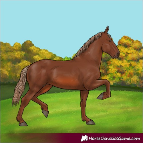 Horse Color:Chestnut Rabicano