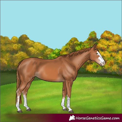 Horse Color:Chestnut 
