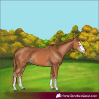 Horse Color:Chestnut 