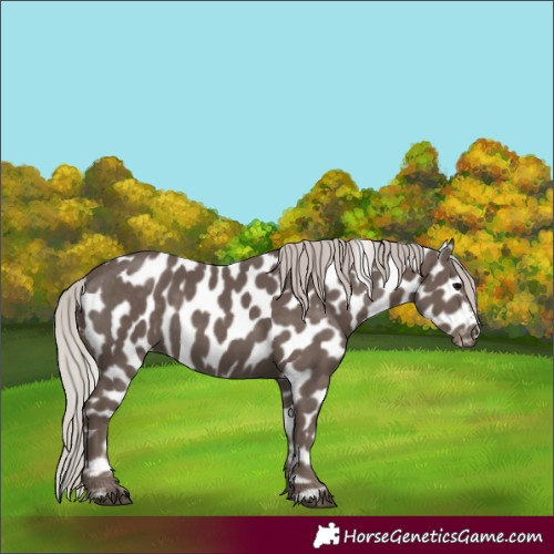 Horse Color:Silver Black Appaloosa 