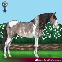 Horse Color:Brown Sabino Tobiano Rabicano 