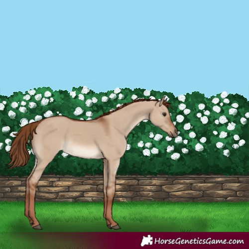 Horse Color:Red Dun 