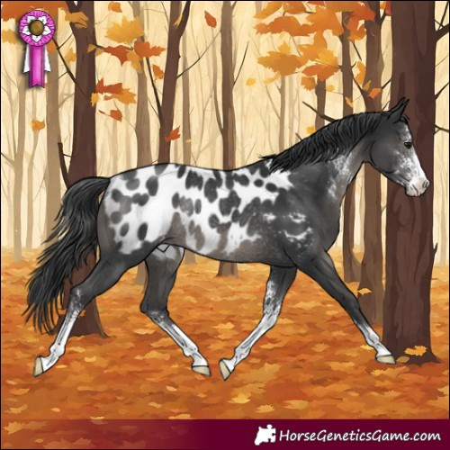 Horse Color:Black Sabino Blanket Rabicano