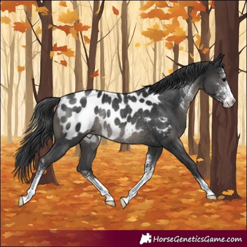Horse Color:Black Sabino Appaloosa Rabicano 