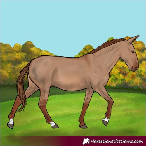 Horse Color:Red Dun 