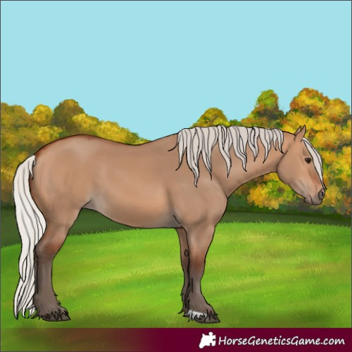 Horse Color:Silver Bay Dun