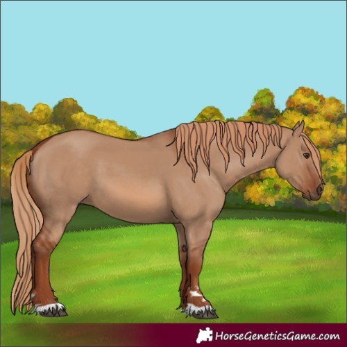 Horse Color:Red Dun
