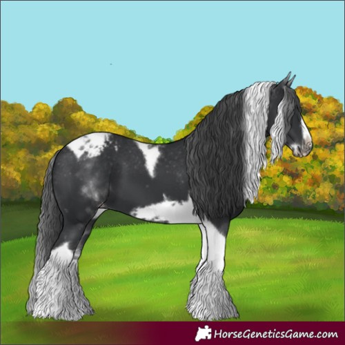 Horse Color:White Spotted Black Splash Tobiano Frame Appaloosa
