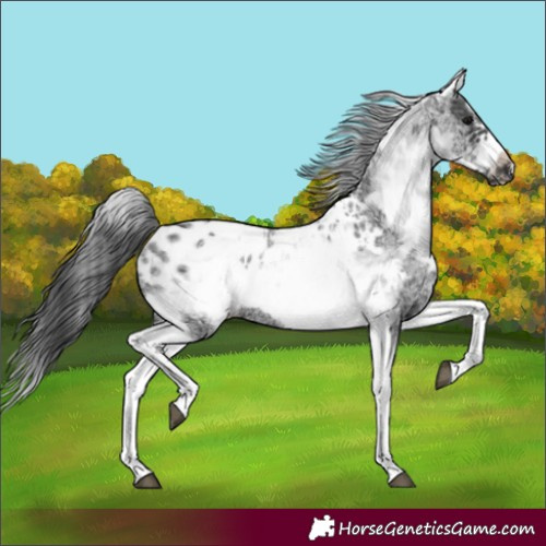 Horse Color:White Spotted Black Splash Tobiano Frame Appaloosa 