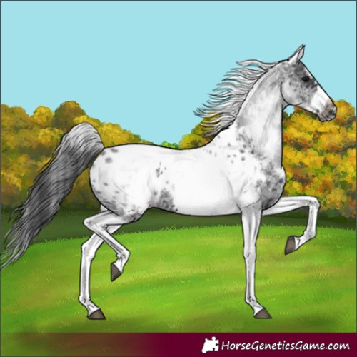 Horse Color:White Spotted Black Splash Tobiano Frame Appaloosa