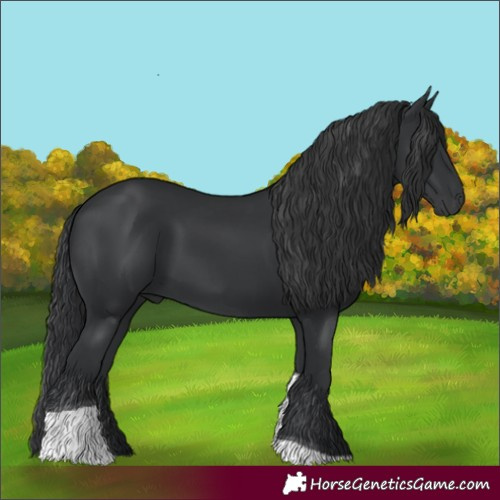 Horse Color:Black Tobiano Rabicano 