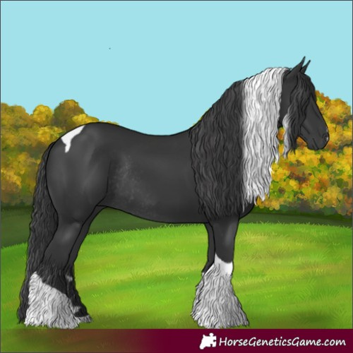 Horse Color:Black Tobiano Rabicano 