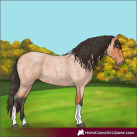 Horse Color:Bay Roan Tobiano 