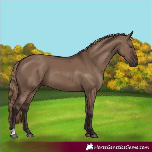 Horse Color:Liver Red Dun 