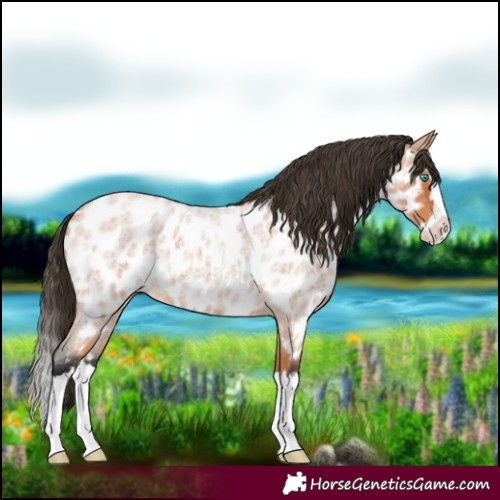 Horse Color:Bay Roan Splash Appaloosa 