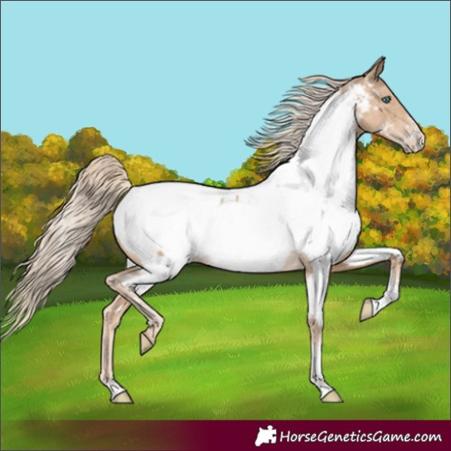 Horse Color:Chocolate Palomino Pearl Sabino Appaloosa Rabicano 