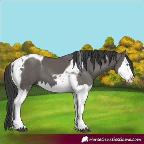 Horse Color:Grullo Splash Tobiano 