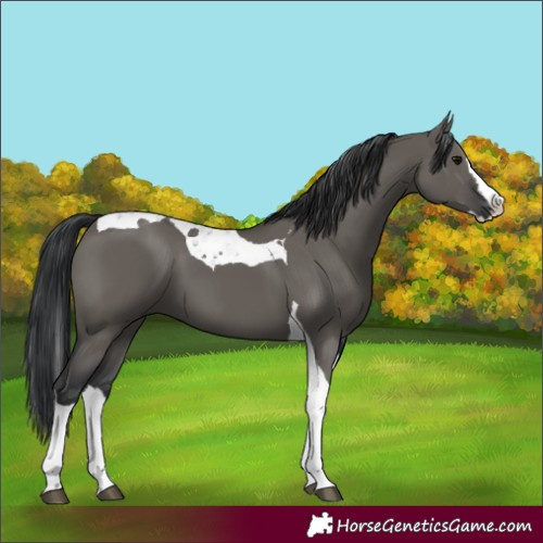Horse Color:Grullo Splash Tobiano 