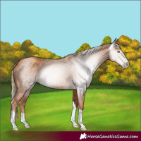 Horse Color:Gray Gold Champagne Tobiano