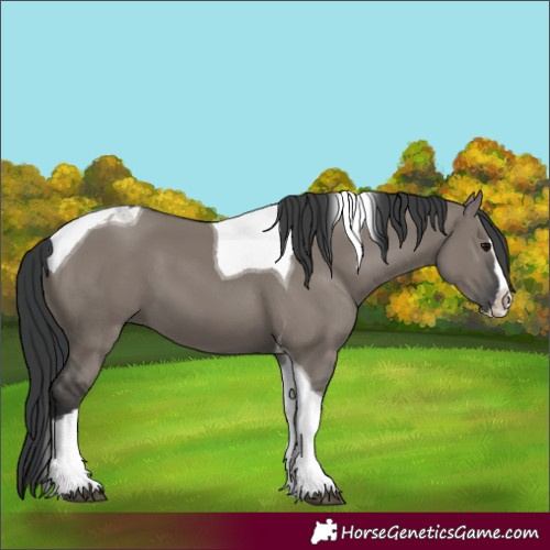 Horse Color:Grullo Splash Tobiano
