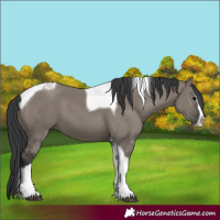 Horse Color:Grullo Splash Tobiano 