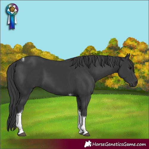 Horse Color:Black Tobiano 