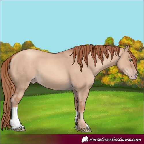 Horse Color:Gold Champagne Dun 