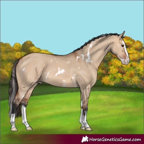 Horse Color:White Spotted Bay Dun Sabino Splash 