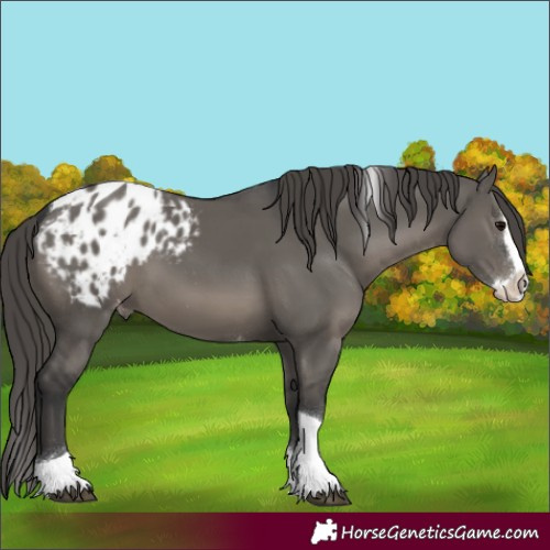 Horse Color:Grullo Splash Tobiano Appaloosa 