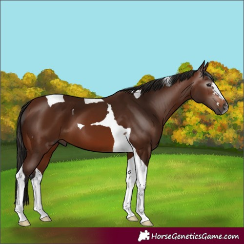 Horse Color:Gray Bay Tobiano