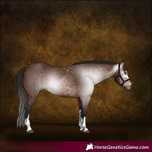Horse Color:Gray Bay 