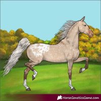 Horse Color:Silver Brown Dun Tobiano Appaloosa Rabicano 