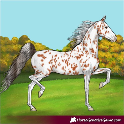 Horse Color:Unknown 