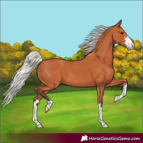 Horse Color:Unknown 
