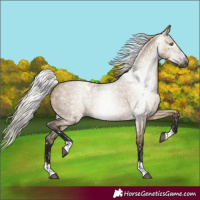 Horse Color:Gray Silver Bay Roan Dun Appaloosa Rabicano
