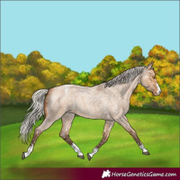 Horse Color:Silver Bay Roan Dun Appaloosa Rabicano 